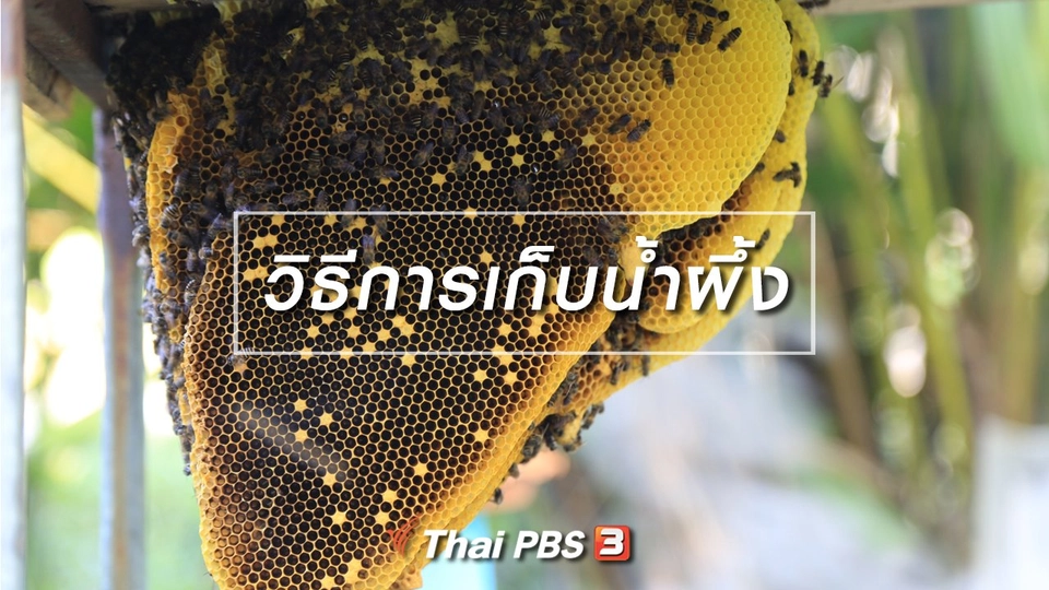 วิธีการเก็บน้ำผึ้ง