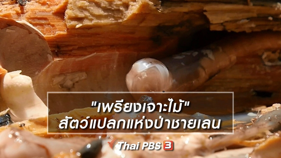 ​คิดส์เรียนรู้ : "เพรียงเจาะไม้" สัตว์แปลกแห่งป่าชายเลน