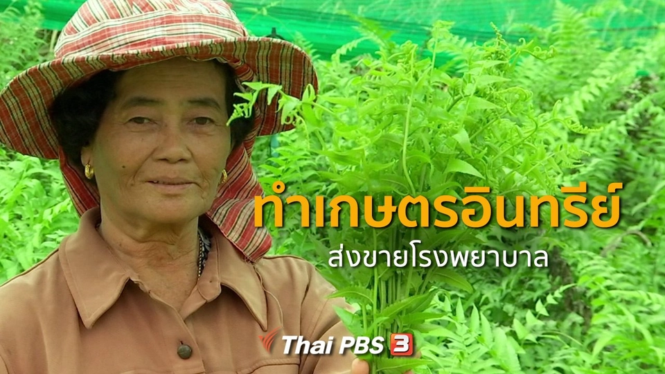 ​ชุมชนทั่วไทย : ทำเกษตรอินทรีย์ส่งขายโรงพยาบาล