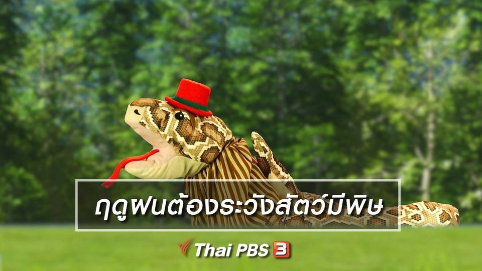 เกร็ดน่ารู้กับตาต้าตีตี้โตโต้ : ฤดูฝนต้องระวังสัตว์มีพิษ