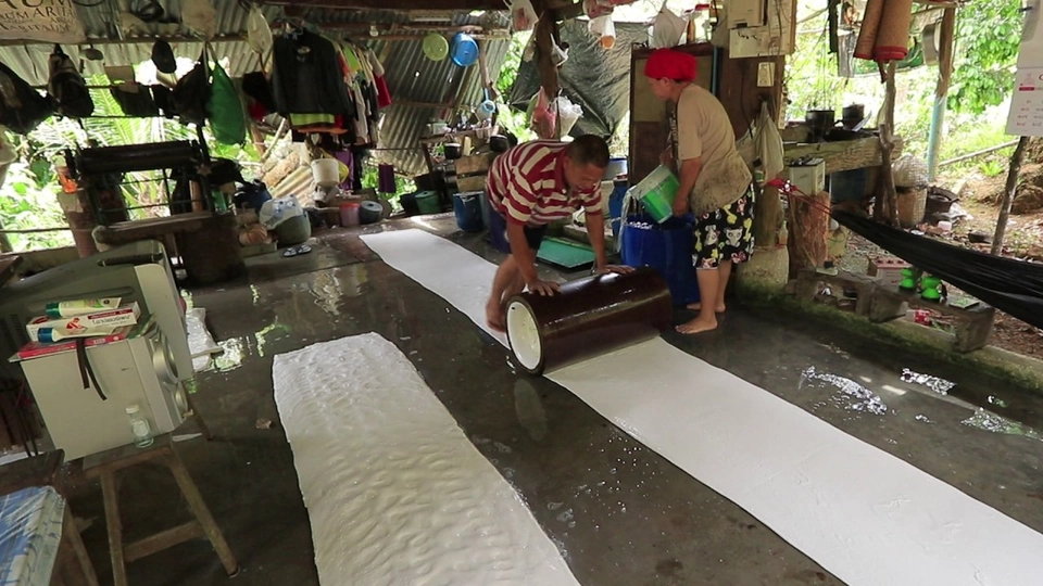 การรีดแผ่นยางของชาวซาโห่