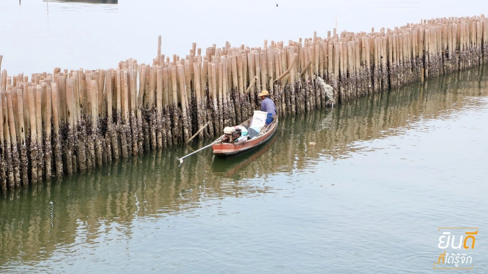 ไปดูการเก็บหอยนางรมแบบตัวเป็น ๆ