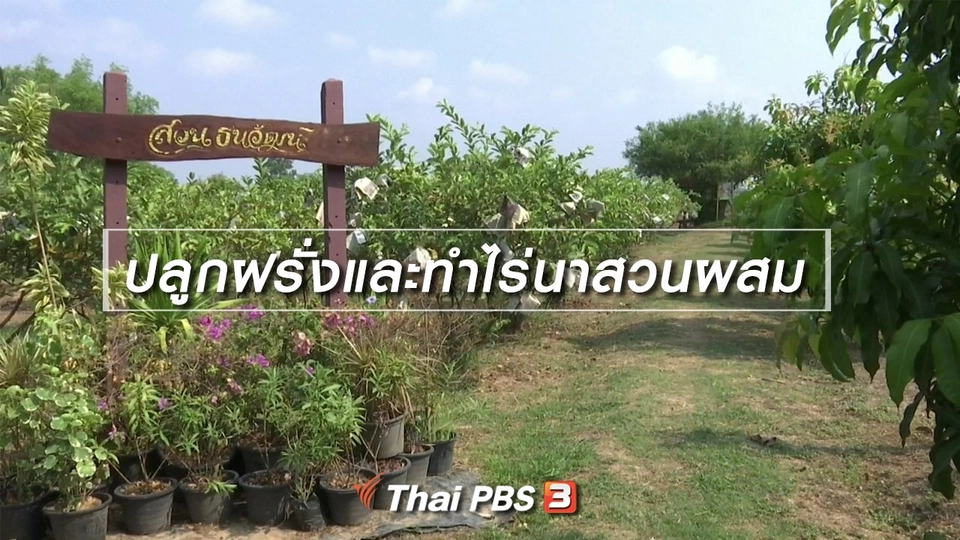 ​ตะลุยทั่วไทย : ปลูกฝรั่งและทำไร่นาสวนผสม