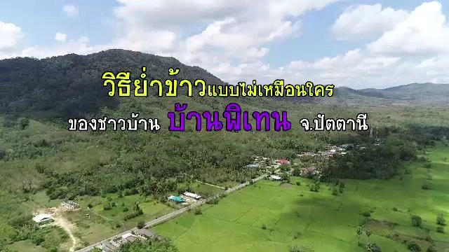 ​วิธีย่ำข้าวแบบไม่เหมือนใคร ที่บ้านพิเทน จ.ปัตตานี