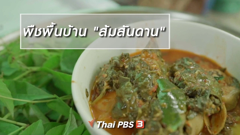 อิ่มมนต์รส : พืชพื้นบ้าน "ส้มสันดาน"