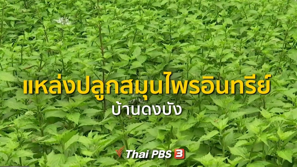 ชุมชนทั่วไทย : แหล่งปลูกสมุนไพรอินทรีย์ที่บ้านดงบัง