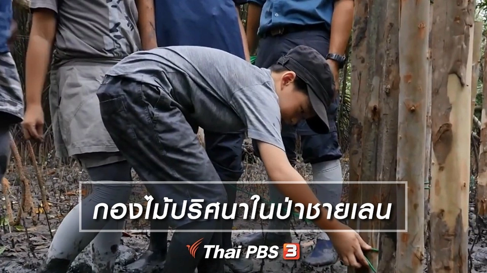 คิดส์เรียนรู้ : กองไม้ปริศนาในป่าชายเลน