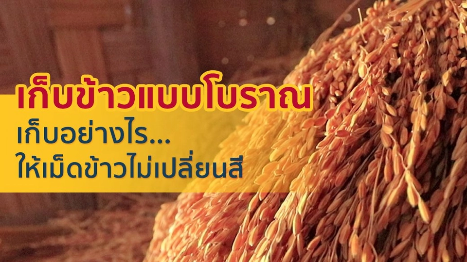 เก็บข้าวแบบโบราณ