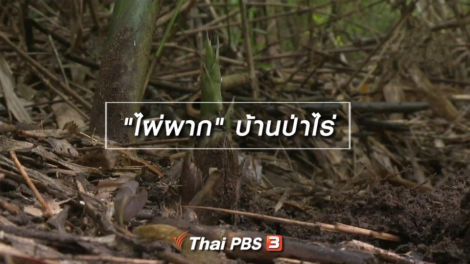 อิ่มมนต์รส : "ไผ่ผาก" บ้านป่าไร่