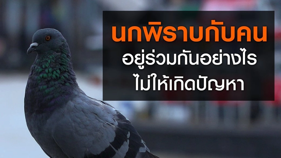นกพิราบกับคน...อยู่ร่วมกันอย่างไร ไม่ให้เกิดปัญหา