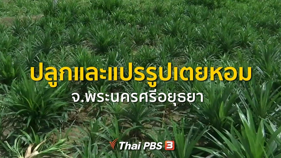 ​อาชีพทั่วไทย : ปลูกแปรรูปเตยหอม