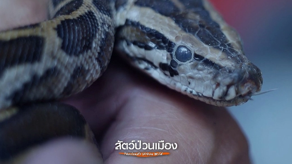 สาเหตุงูเข้าบ้าน ส่วนหนึ่งมาจากพฤติกรรมมนุษย์