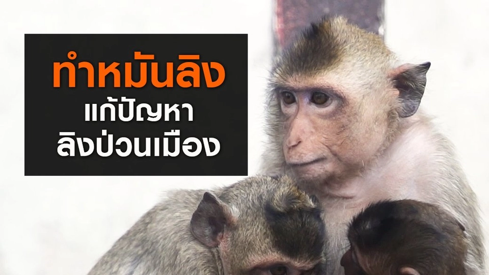 "ทำหมันลิง" แก้ปัญหาลิงป่วนเมือง