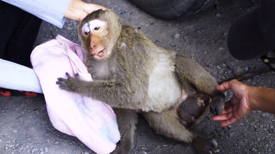 ที่พึ่งพิงของลิงป่วย ลิงพิการ