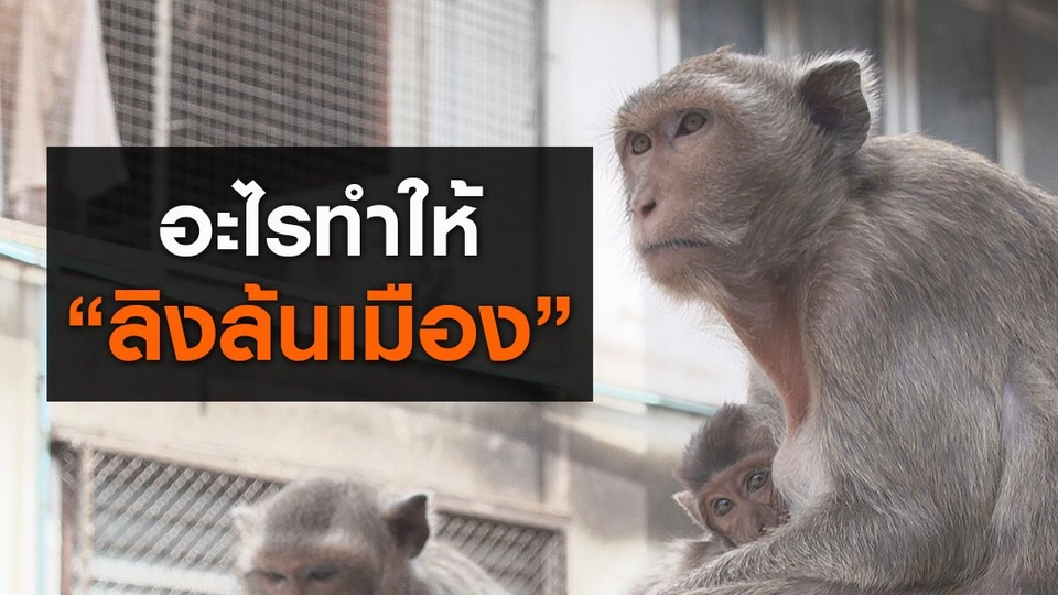 อะไรทำให้ "ลิงล้นเมือง"