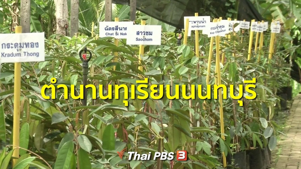 ​ชุมชนทั่วไทย : ตำนานทุเรียนนนทบุรี
