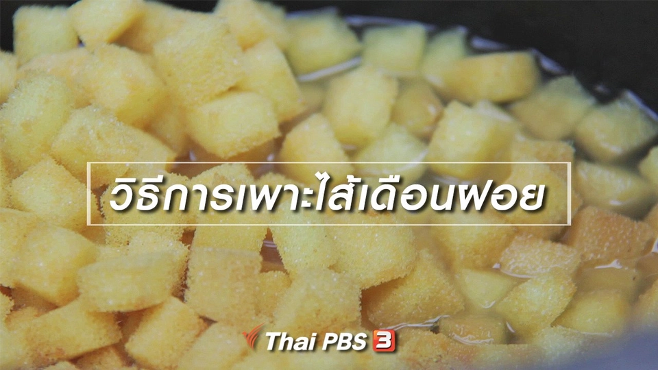 สูตรลับฉบับบ้านนา : วิธีการเพาะไส้เดือนฝอย