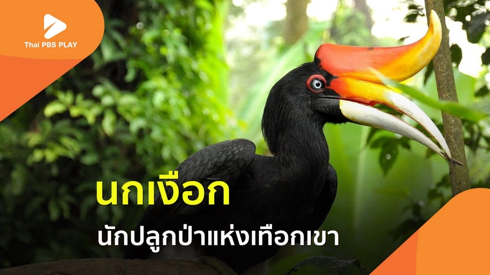 นกเงือก นักปลูกป่าแห่งเทือกเขา