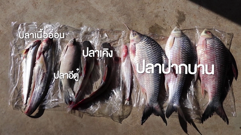 วิถีหาปลาที่แม่น้ำโขง