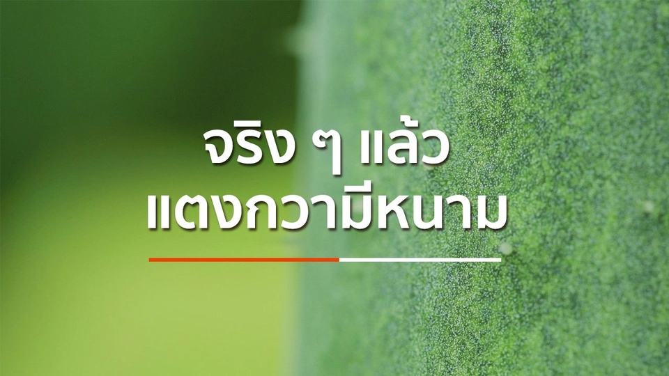 จริง ๆ แล้วแตงกวามีหนาม