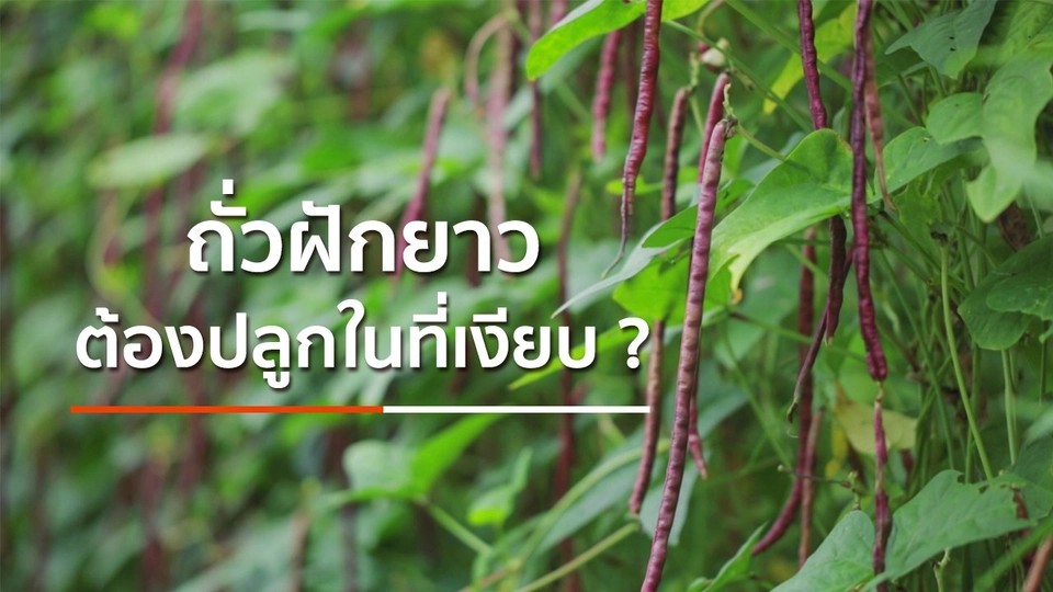 ถั่วฝักยาวต้องปลูกที่เงียบ ?