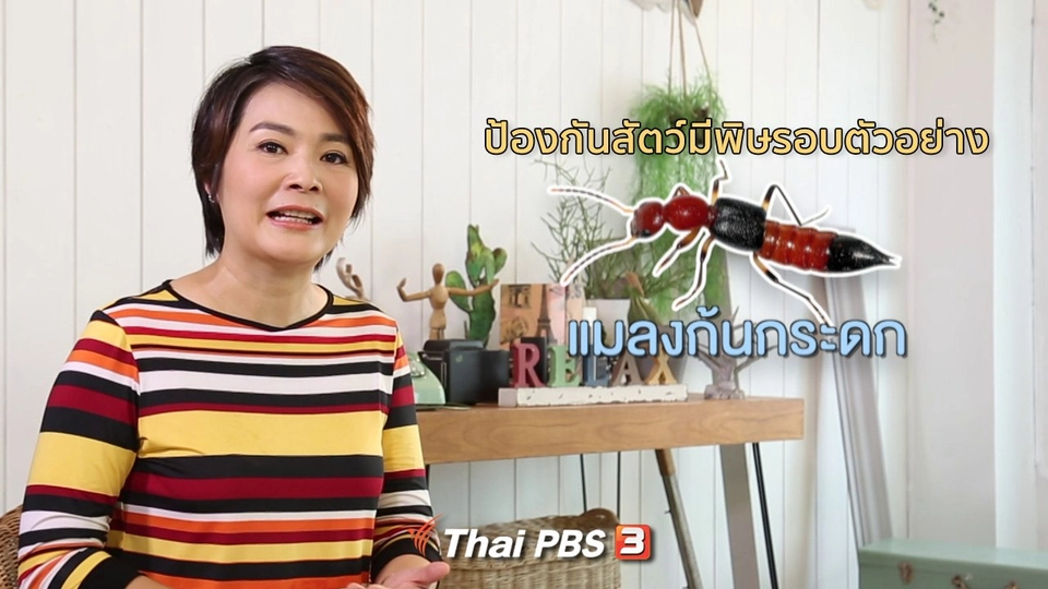 คิดส์ทันข่าว กับ ดร.จิตรา : ป้องกันสัตว์มีพิษรอบตัวอย่าง “แมลงก้นกระดก”