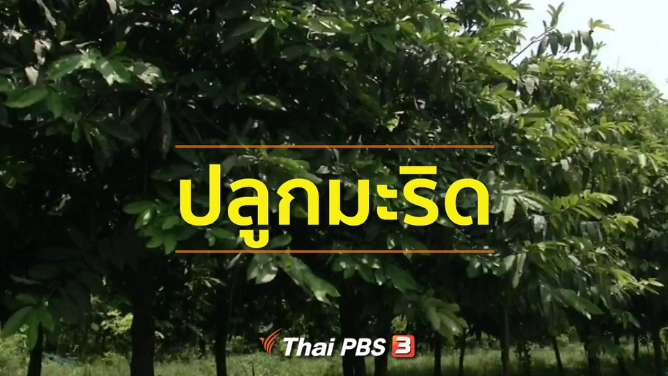 ชุมชนทั่วไทย : ปลูกมะริดสร้างรายได้ จ.นครปฐม
