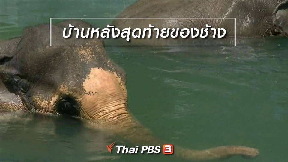 ​ตะลุยทั่วไทย : บ้านหลังสุดท้ายของช้าง