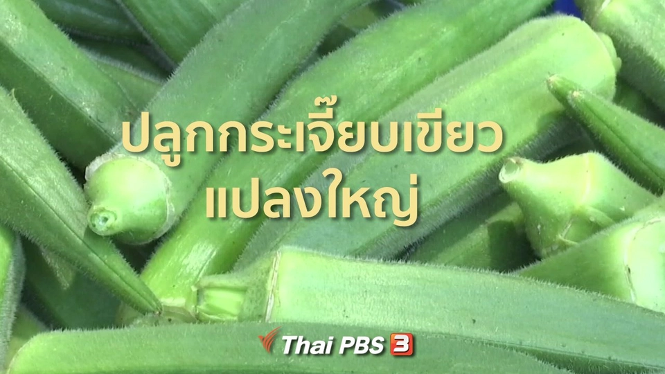 ชุมชนทั่วไทย : กระเจี๊ยบเขียวแปลงใหญ่ส่งขายต่างประเทศ
