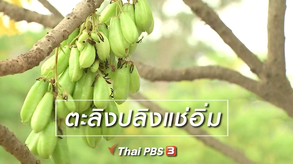 ตะลุยทั่วไทย : ตะลิงปลิงแช่อิ่ม