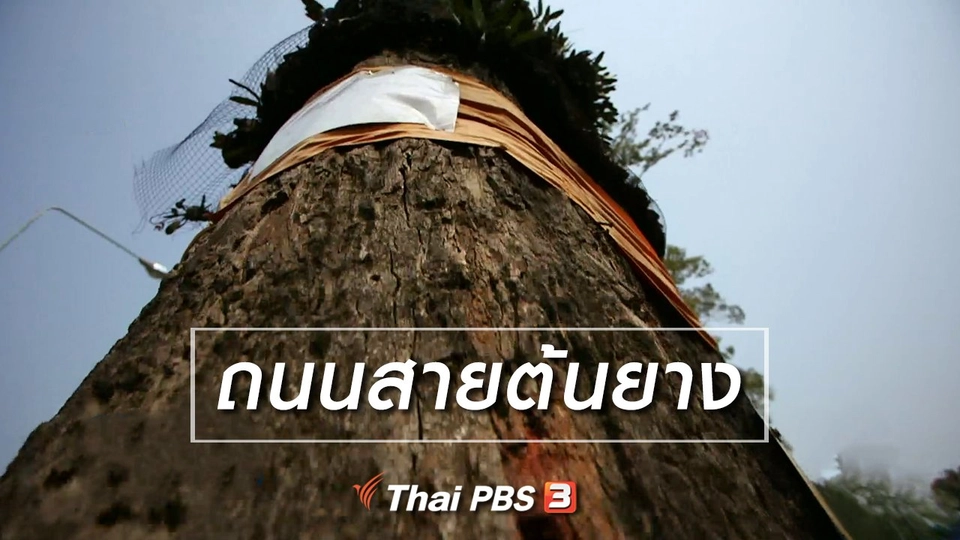 เรื่องนี้มีตำนาน : ถนนสายต้นยาง