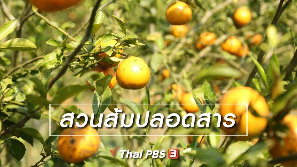 เรียนรู้วิถีไทย : สวนส้มปลอดสาร