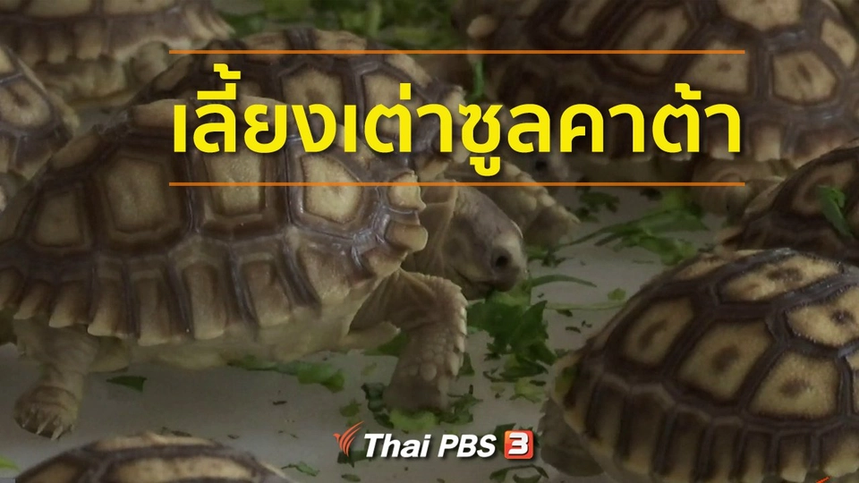 ชุมชนทั่วไทย : เลี้ยงเต่าซูลคาต้า