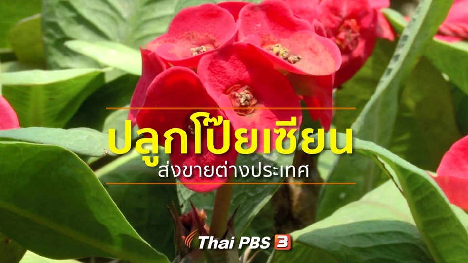 ​อาชีพทั่วไทย : ปลูกโป๊ยเซียนส่งขายต่างประเทศ