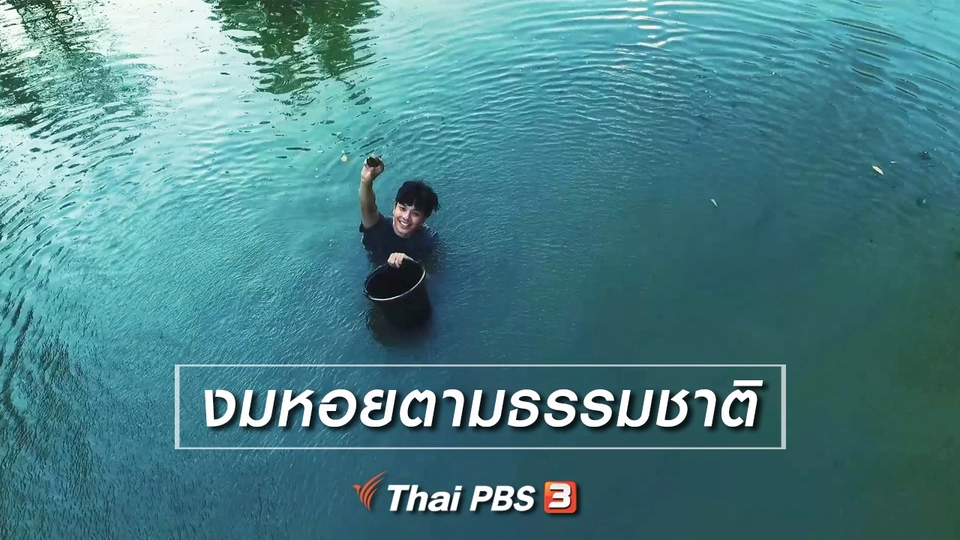 เรียนรู้วิถีไทย : งมหอยตามธรรมชาติ