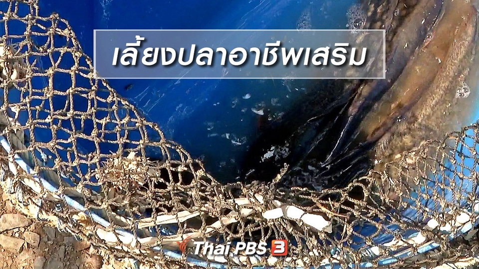 ตะลุยทั่วไทย : เลี้ยงปลาอาชีพเสริม