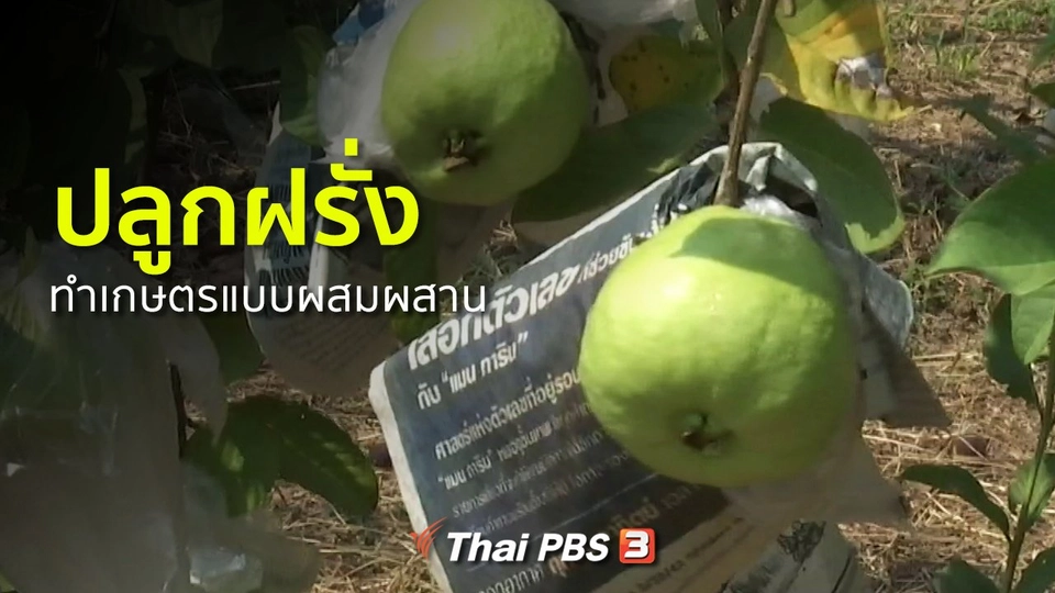 อาชีพทั่วไทย : ปลูกฝรั่งและทำเกษตรแบบผสมผสาน