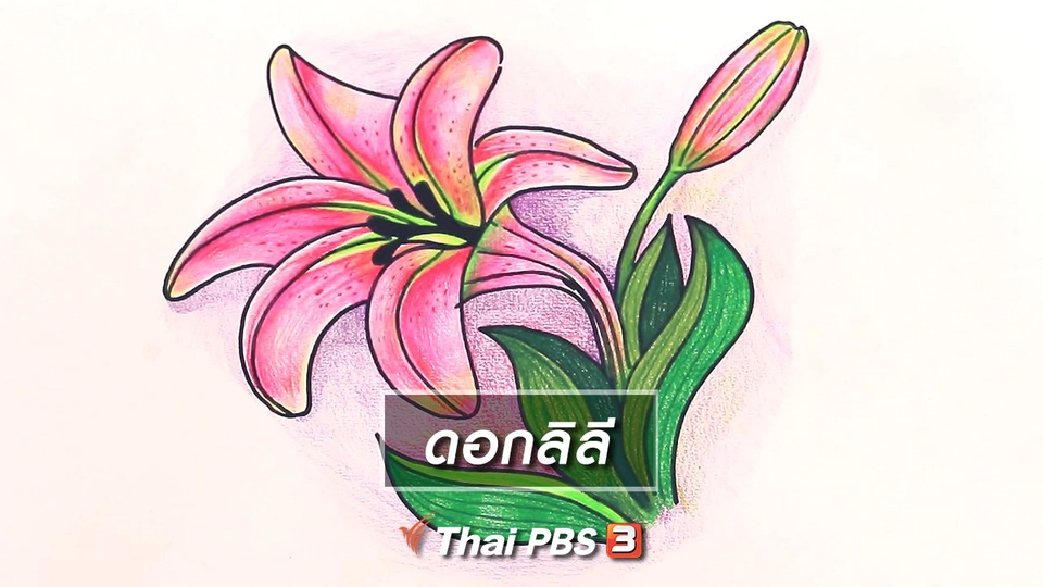 สอนศิลป์สอนวาด : ดอกลิลี