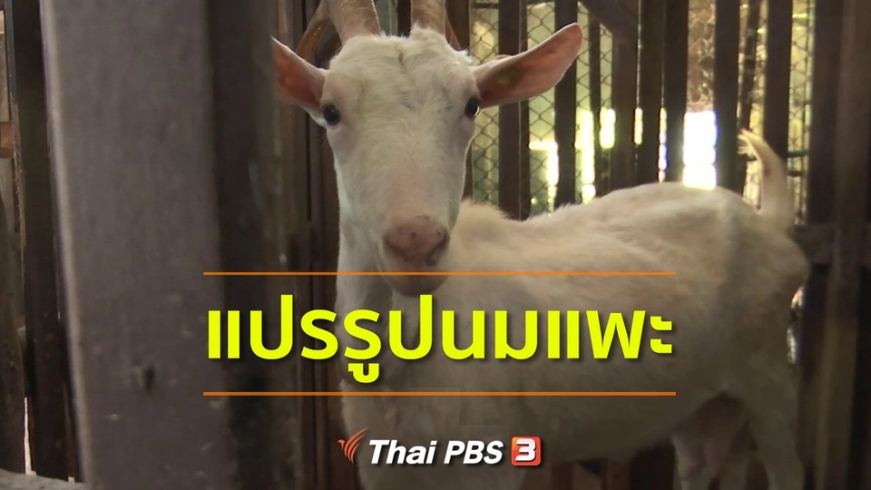อาชีพทั่วไทย : แปรรูปนมแพะ