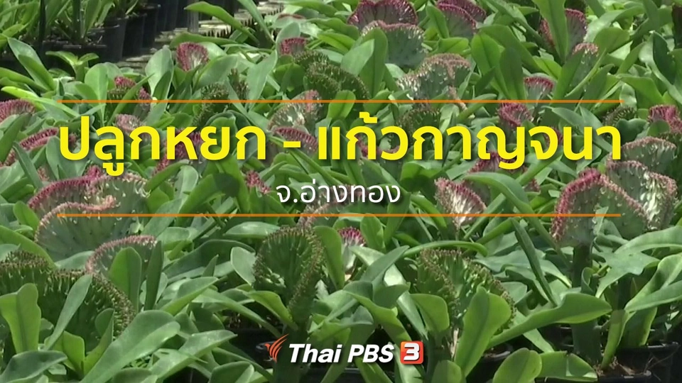 อาชีพทั่วไทย : แหล่งปลูกต้นหยกและแก้วกาญจนา จ.อ่างทอง