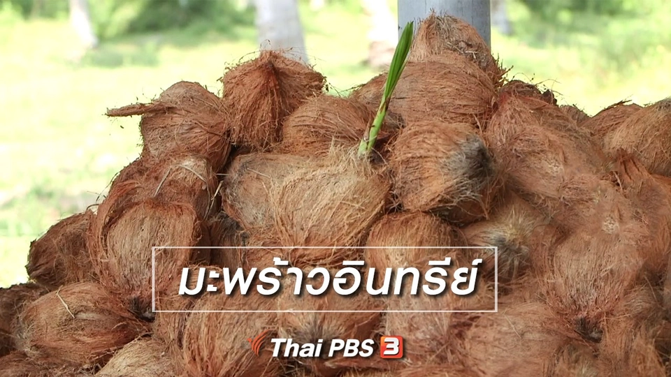ตะลุยทั่วไทย : มะพร้าวอินทรีย์