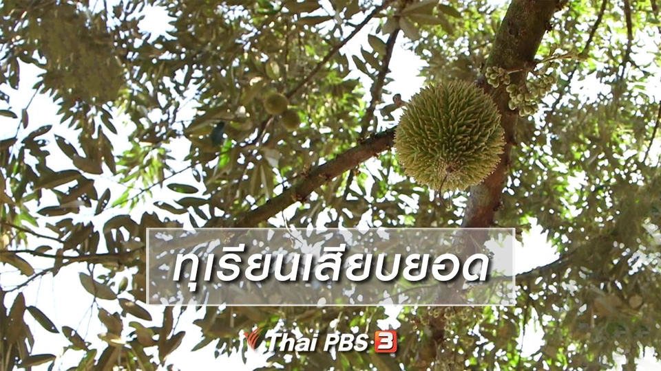 ตะลุยทั่วไทย : ทุเรียนเสียบยอด