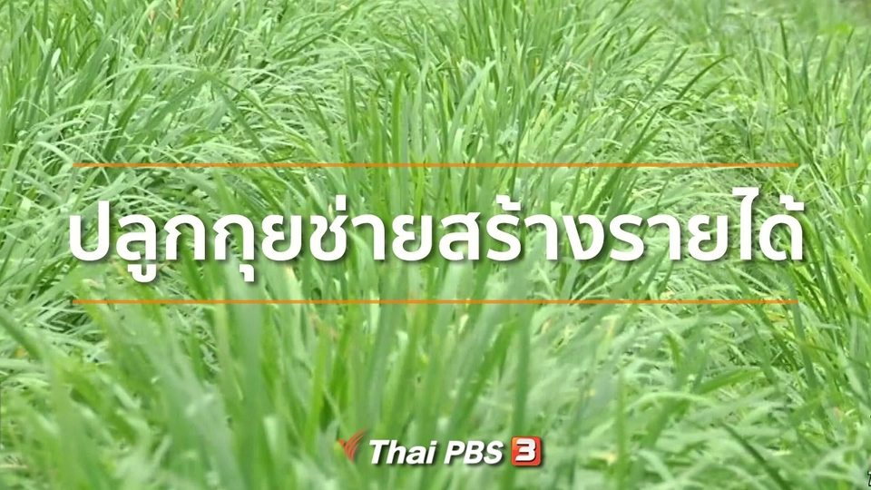 ​อาชีพทั่วไทย : ปลูกกุยช่ายสร้างรายได้