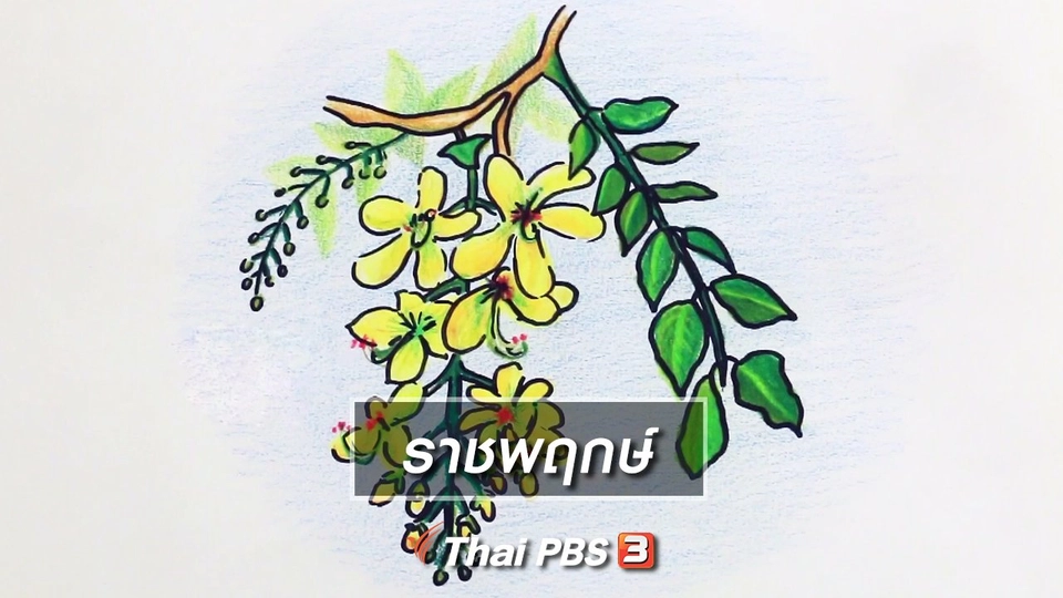 สอนศิลป์สอนวาด : ราชพฤกษ์