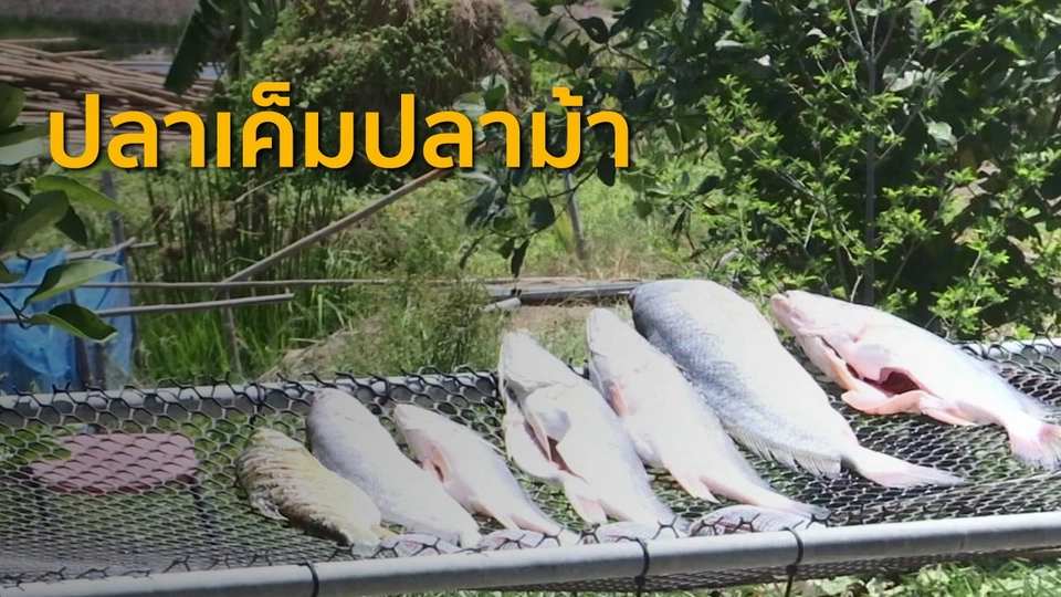 ​อาชีพทั่วไทย : ปลาเค็มปลาม้า