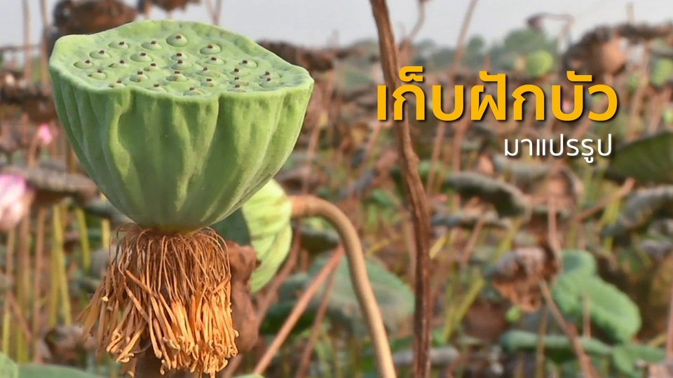 ​ชุมชนทั่วไทย : เก็บฝักบัวขาย