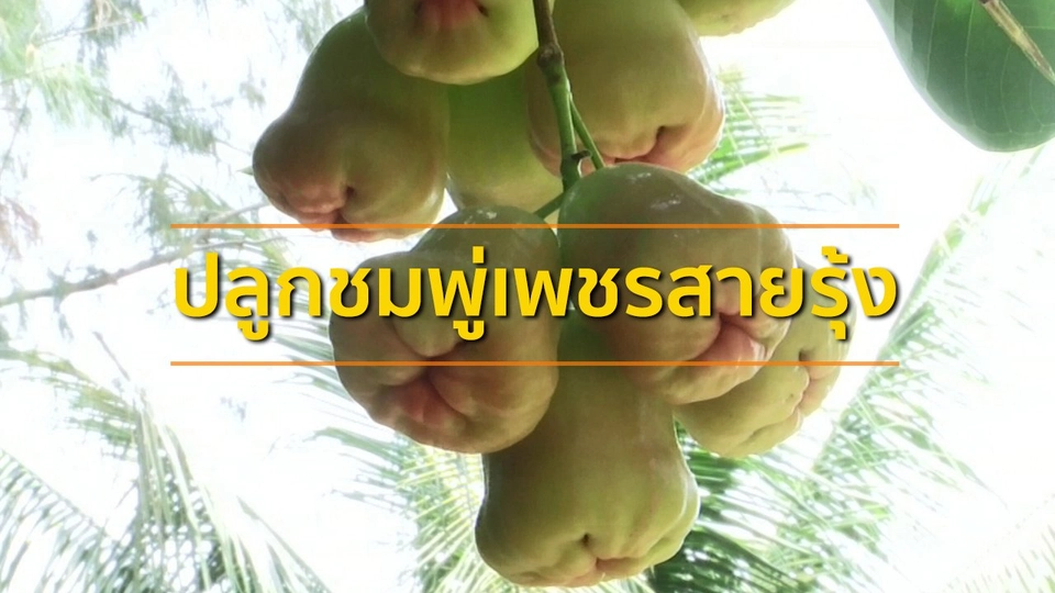 ​อาชีพทั่วไทย : ปลูกชมพู่เพชรสายรุ้ง จ.เพชรบุรี