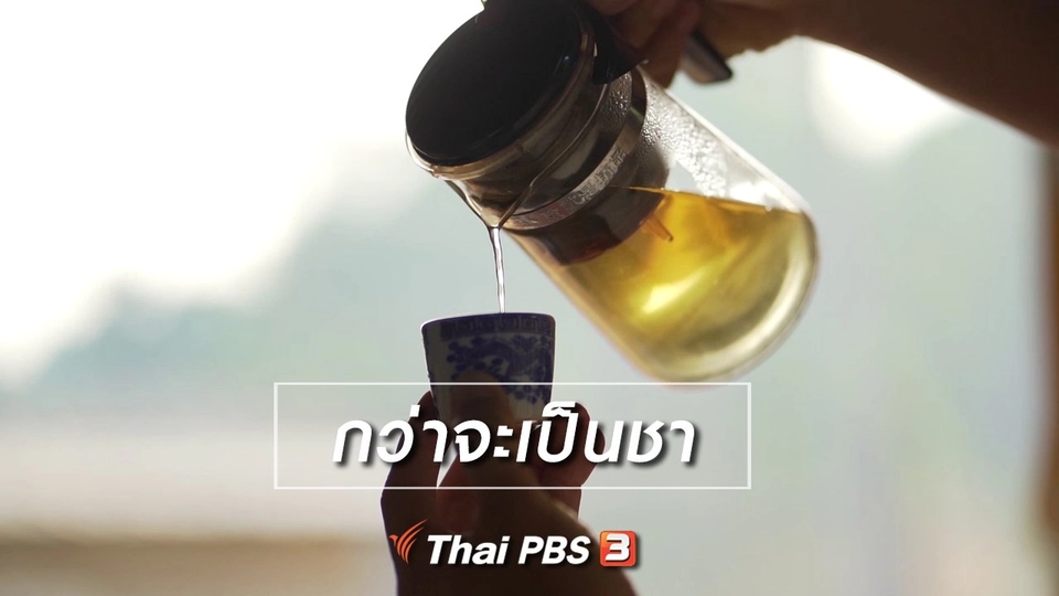 เรียนรู้วิถีไทย : กว่าจะเป็นชา