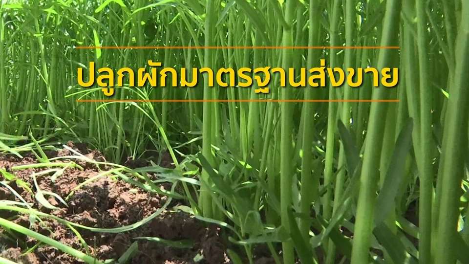 ​อาชีพทั่วไทย : ปลูกผักมาตรฐานส่งขายสร้างรายได้