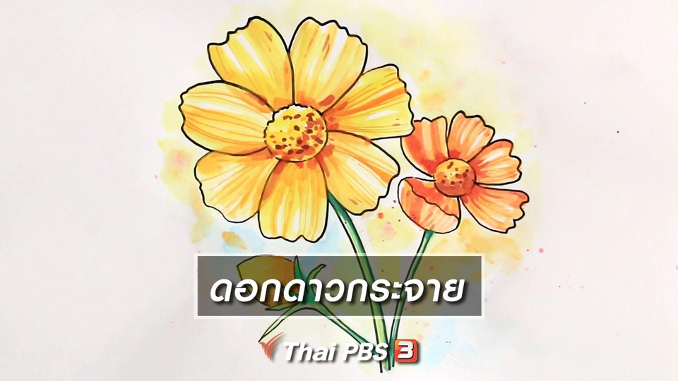 ​สอนศิลป์สอนวาด : ดอกดาวกระจาย